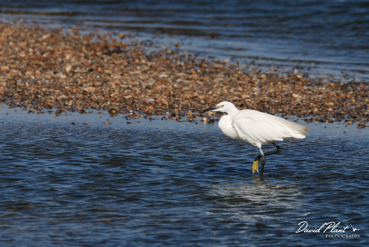 David Plant Photography - Wildlife Photographer - Little egret - I.jpg - Little egret - Norfolk